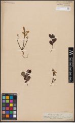 Foto von Salix aurita L.
